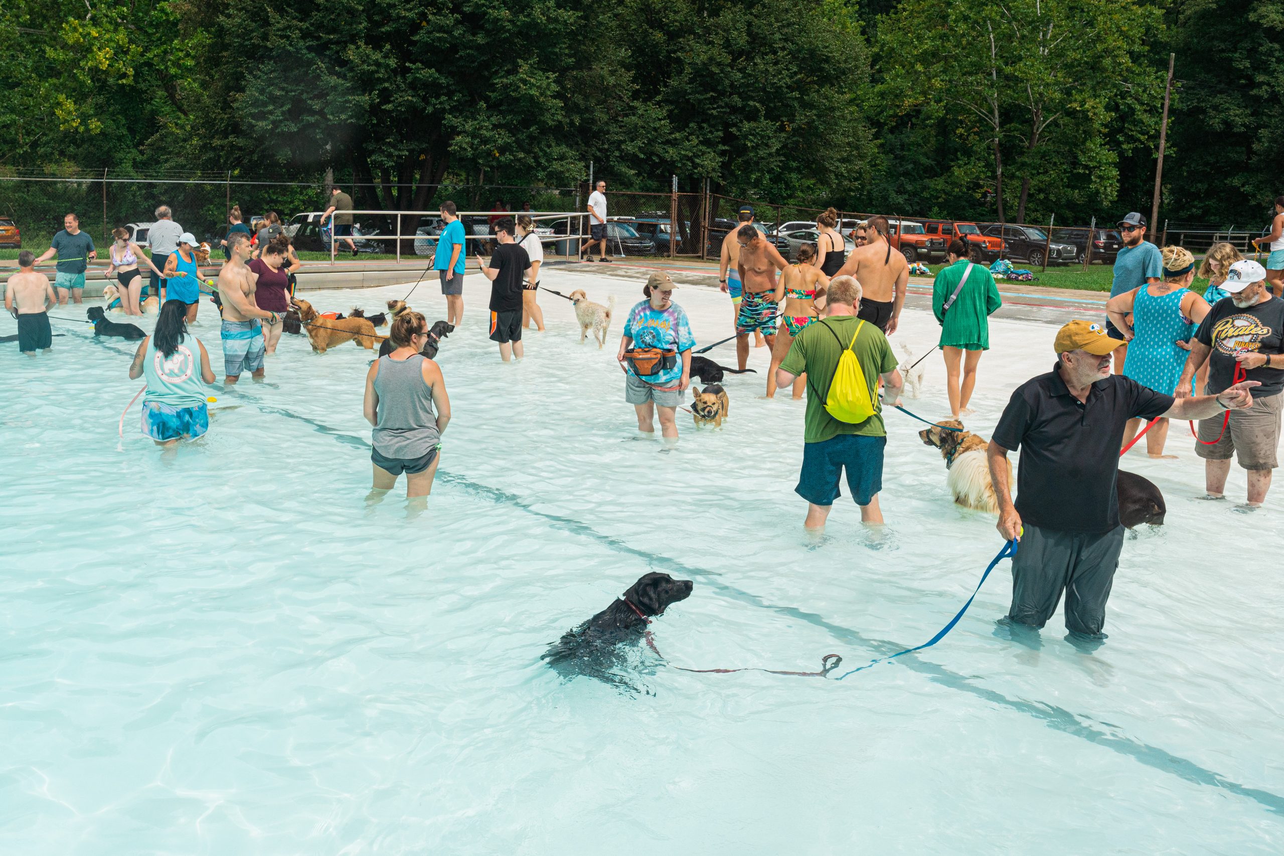 Dog Day at the Pool set for Sunday